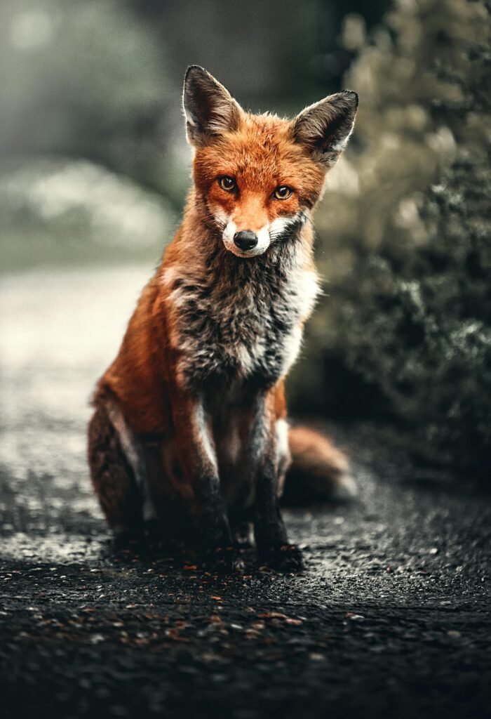 Fox in the street